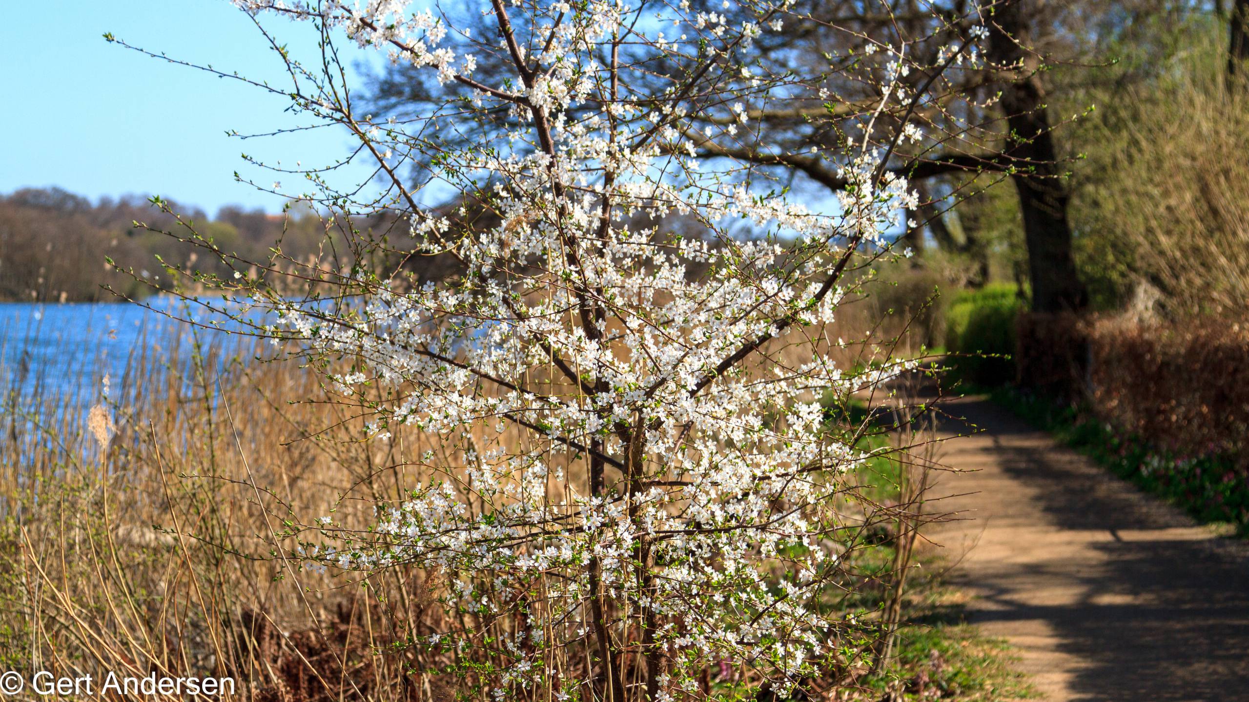 Lyngby Sø (34 of 37) compressed